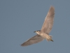 Black-crowned Night Heron