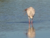 White Ibis