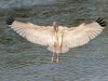 White Ibis