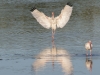 White Ibis