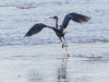 Reddish Egret