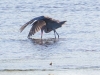 Reddish Egret