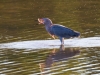 Reddish Egret