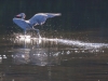 Reddish Egret