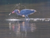 Reddish Egret