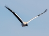 Wood Stork