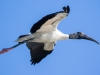 Wood Stork