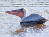 Brown Pelican