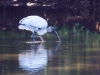 Wood Stork