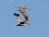 Brown Pelicans