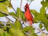 Northern Cardinal