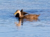 Mottled Duck