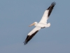 American White Pelican