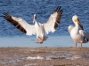 American White Pelican