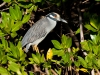 Yellow-crowned Night Heron