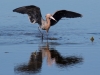 Reddish Egret