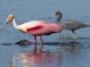 Roseate Spoonbill and Little Blue Heron