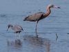 Reddish Egret and Little Blue Heron