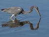 Tricolored Heron