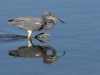 Tricolored Heron