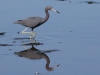 Little Blue Heron