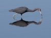 Little Blue Heron