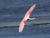 Roseate Spoonbill