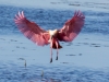 Roseate Spoonbill