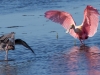 Roseate Spoonbill