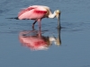 Roseate Spoonbill