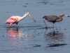 Roseate Spoonbill and Reddish Egret