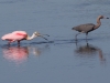 Roseate Spoonbill and Reddish Egret