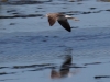 Greater Yellowlegs