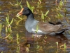 Common Gallinule