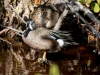 Blue-winged Teal