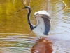 Tricolored Heron