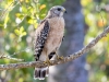 Red-shouldered Hawk