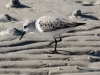 Sanderling