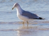 Ring-billed Gull