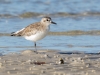 Black-bellied Plover