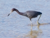 Little Blue Heron