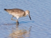 Willet