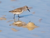 Western Sandpiper