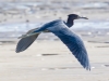 Little Blue Heron