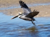 Brown Pelican