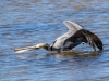 Brown Pelican