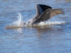 Brown Pelican