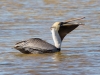 Brown Pelican