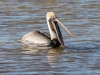 Brown Pelican