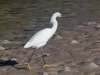 Snowy Egret